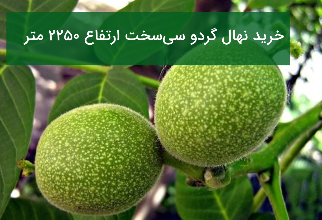 خرید نهال گردو سی‌سخت