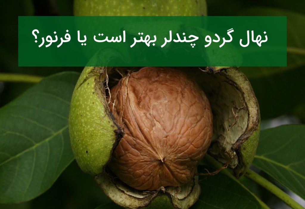نهال گردو چندلر بهتر است یا فرنور؟