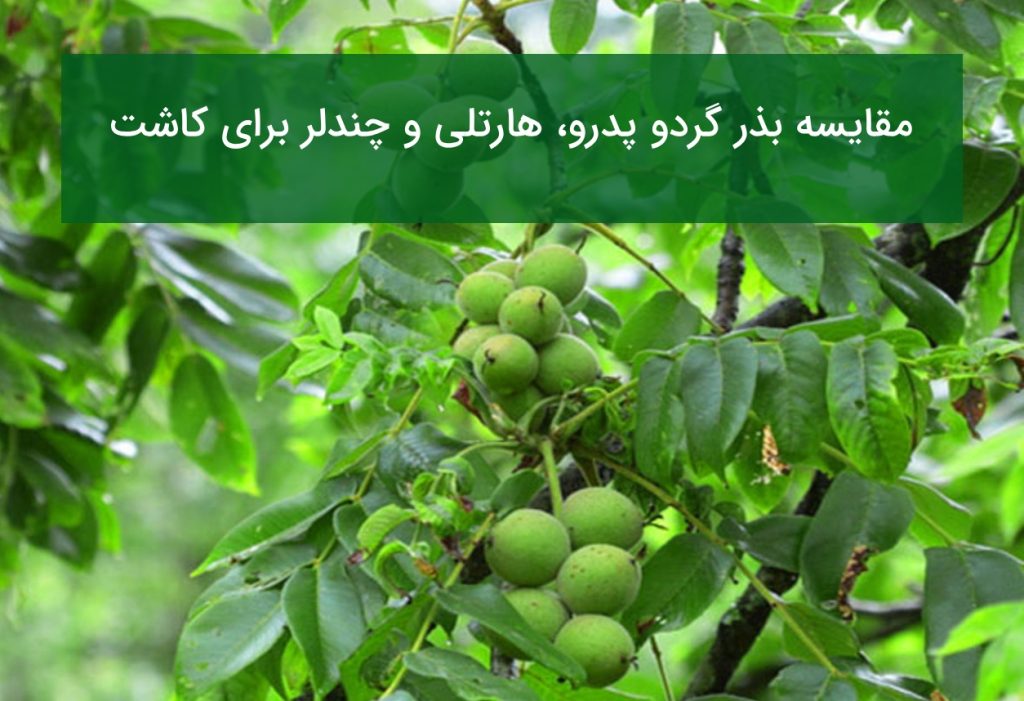 مقایسه بذر گردو پدرو، هارتلی و چندلر برای کاشت