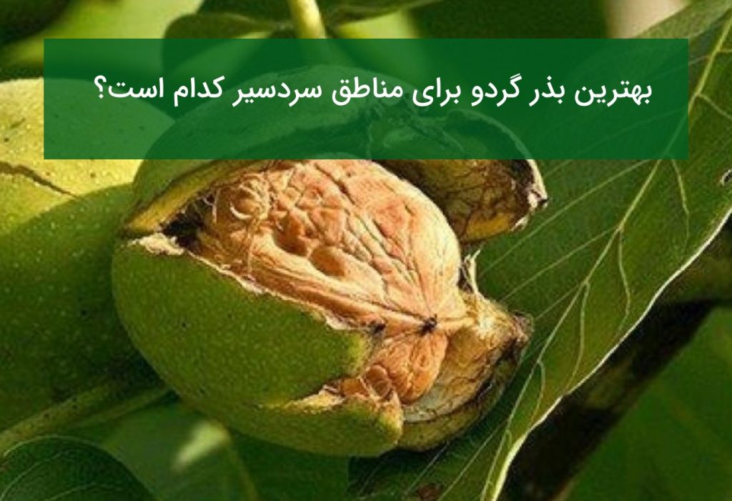 بهترین بذر گردو برای مناطق سردسیر کدام است؟