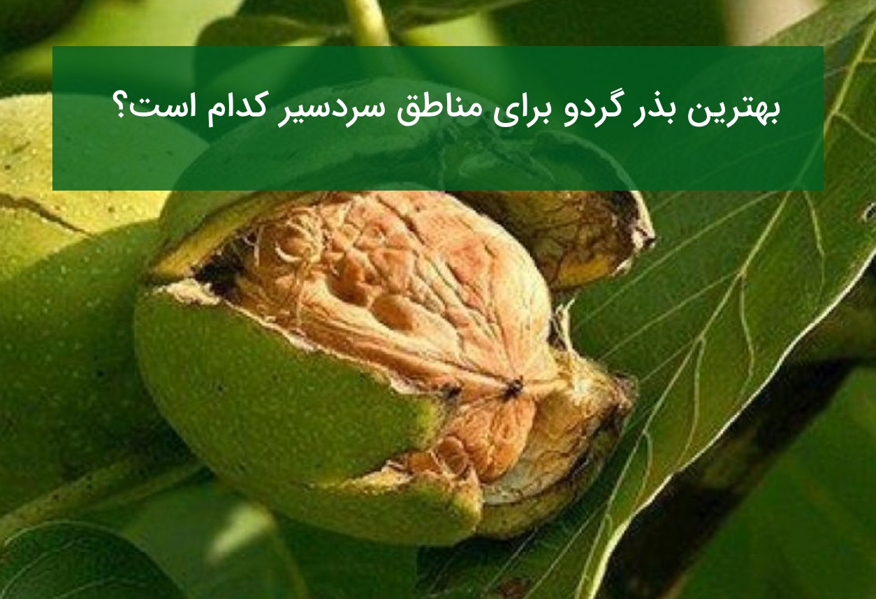 بهترین بذر گردو برای مناطق سردسیر کدام است؟