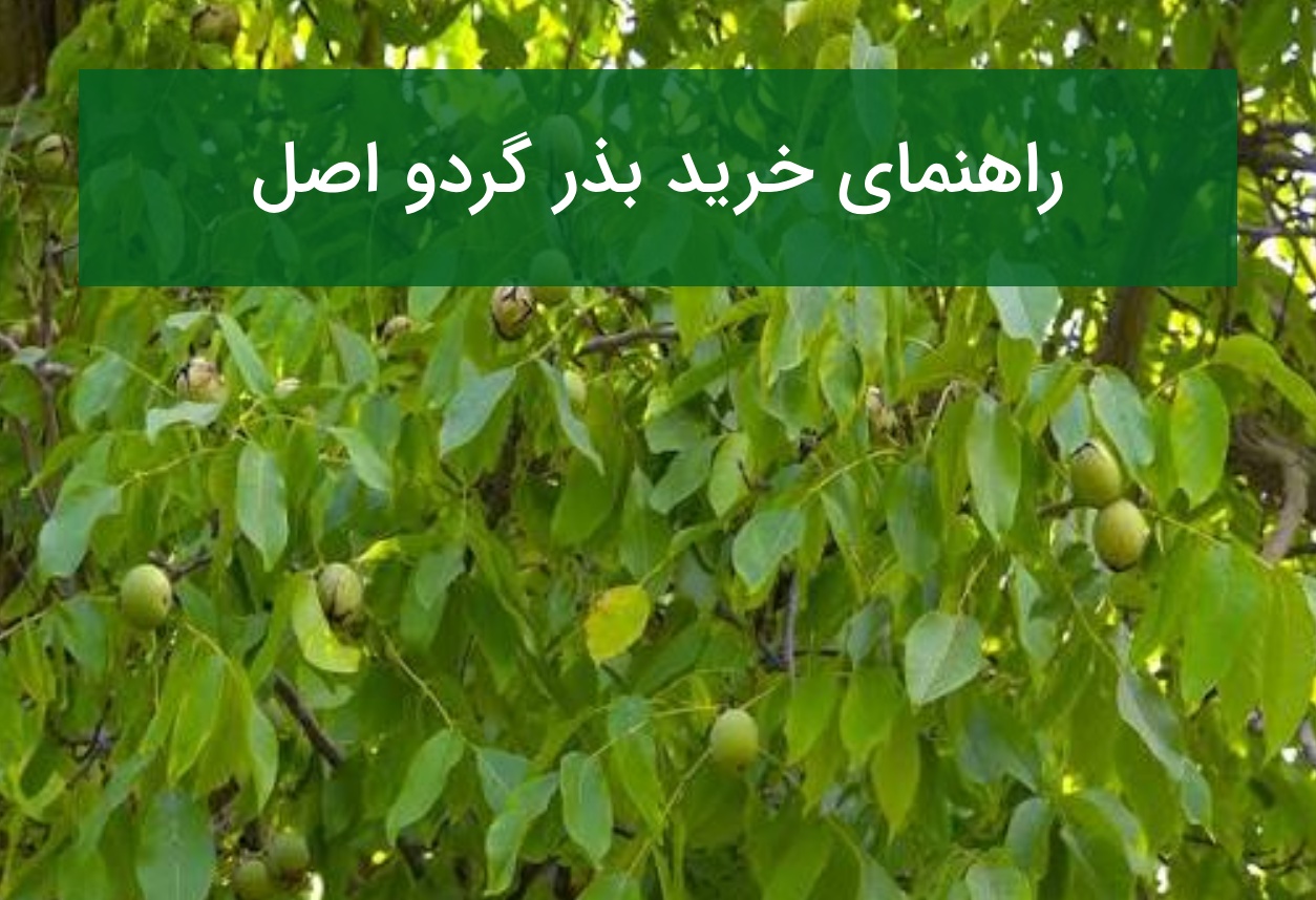 راهنمای خرید بذر گردو اصل