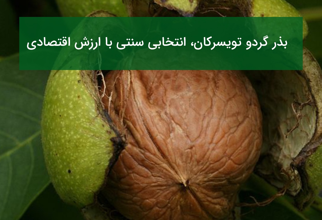 بذر گردو تویسرکان؛ انتخاب سنتی با ارزش اقتصادی