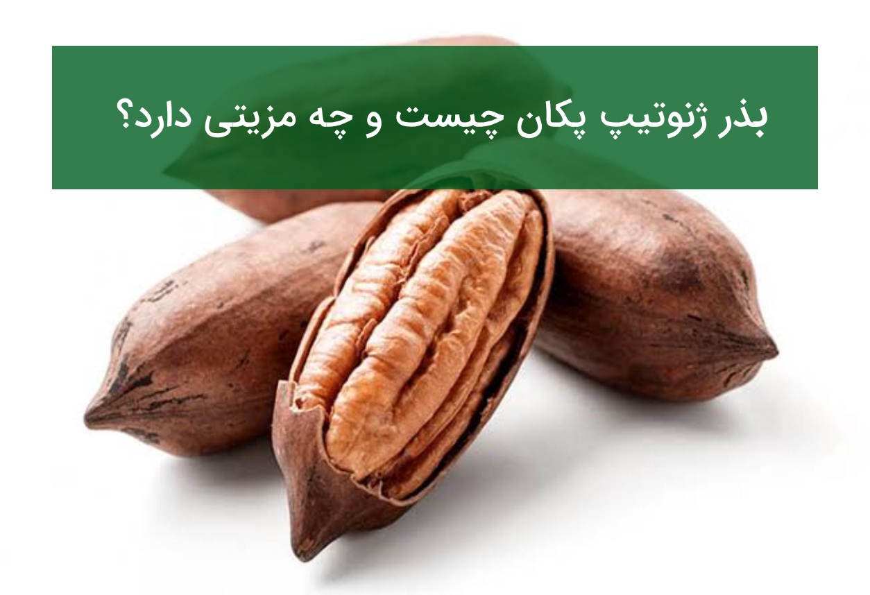بذر ژنوتیپ پکان چیست و چه مزیتی دارد؟