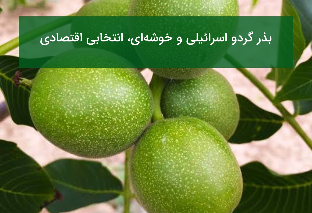 بذر گردو اسرائیلی و خوشه‌ای