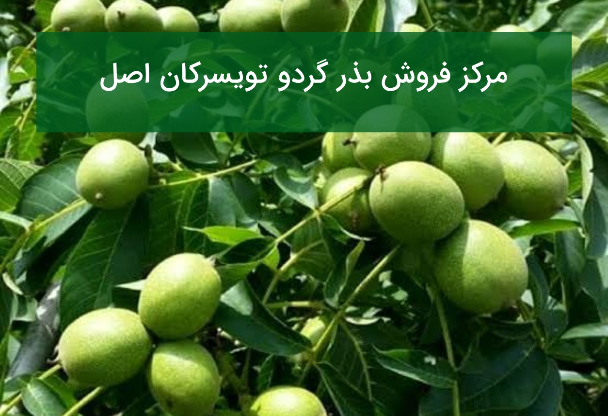 مرکز فروش بذر گردو تویسرکان اصل؛ ارسال به سراسر کشور در تابستان ۱۴۰۵