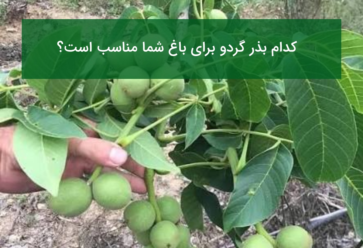 کدام بذر گردو برای باغ شما مناسب است؟