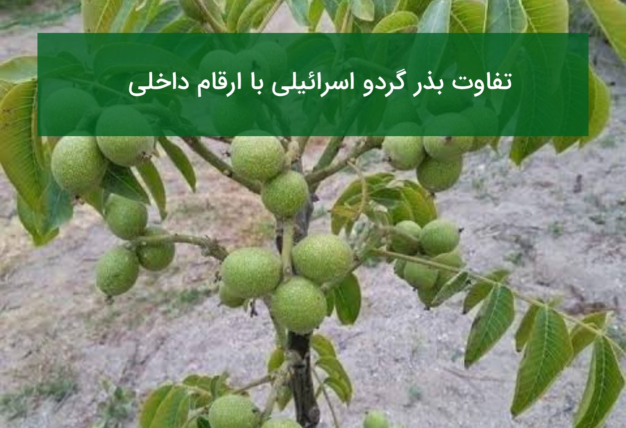 تفاوت بذر گردو اسرائیلی با ارقام داخلی