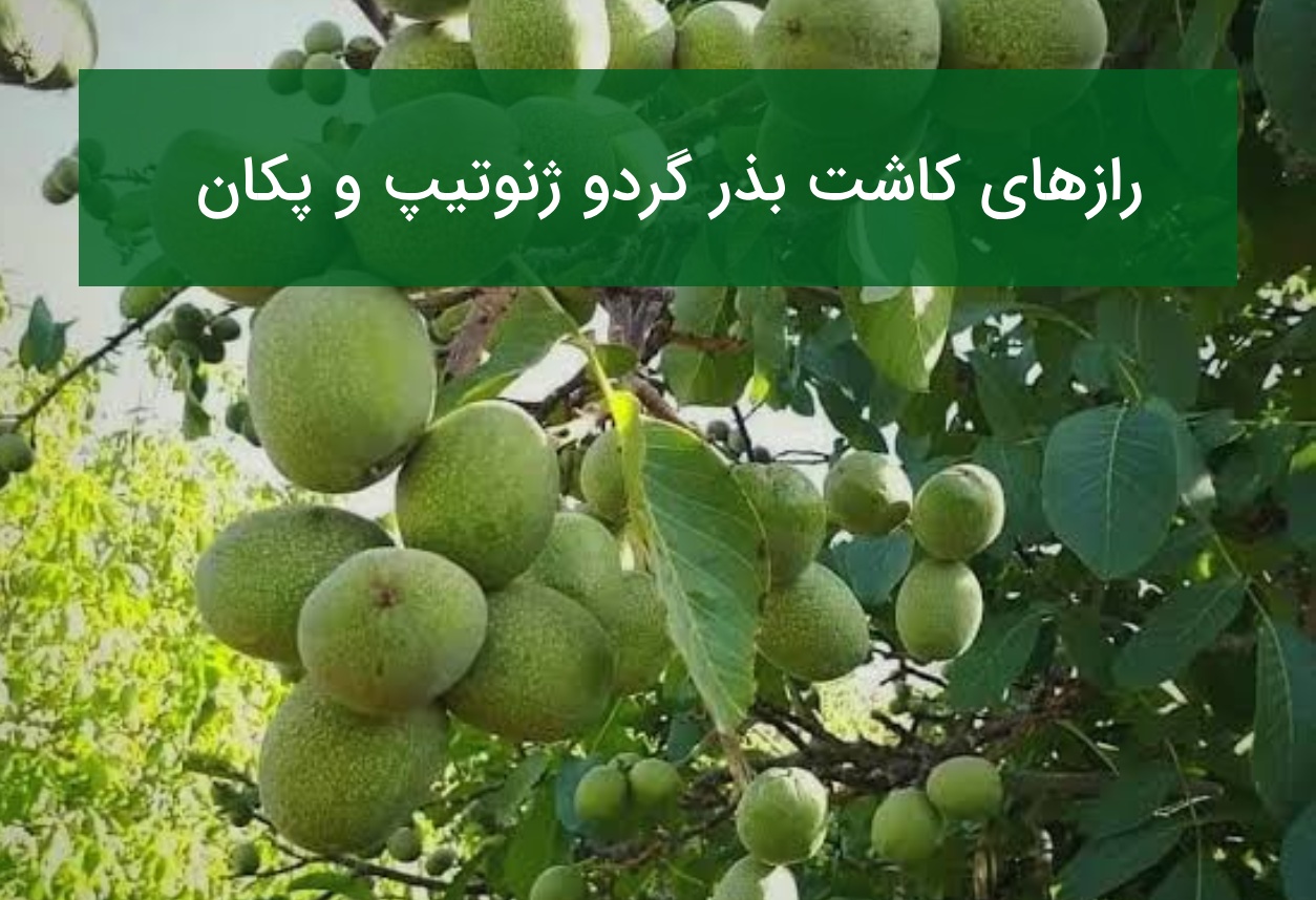رازهای کاشت بذر گردو ژنوتیپ و پکان