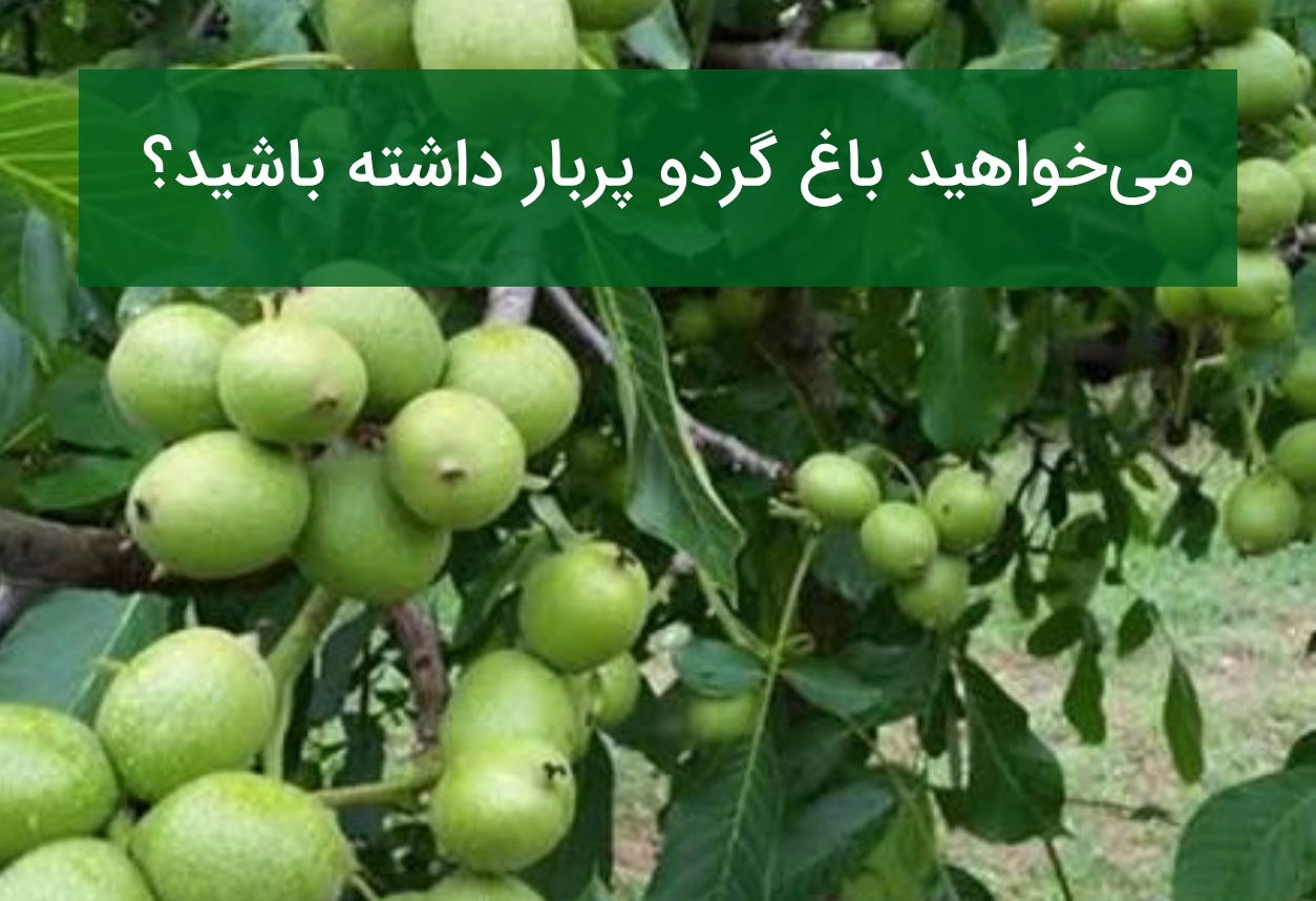 می‌خواهید باغ گردو پربار داشته باشید؟ این ارقام بذر را انتخاب کنید!