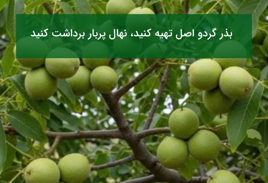 بذر گردو اصل تهیه کنید، نهال پربار برداشت کنید!