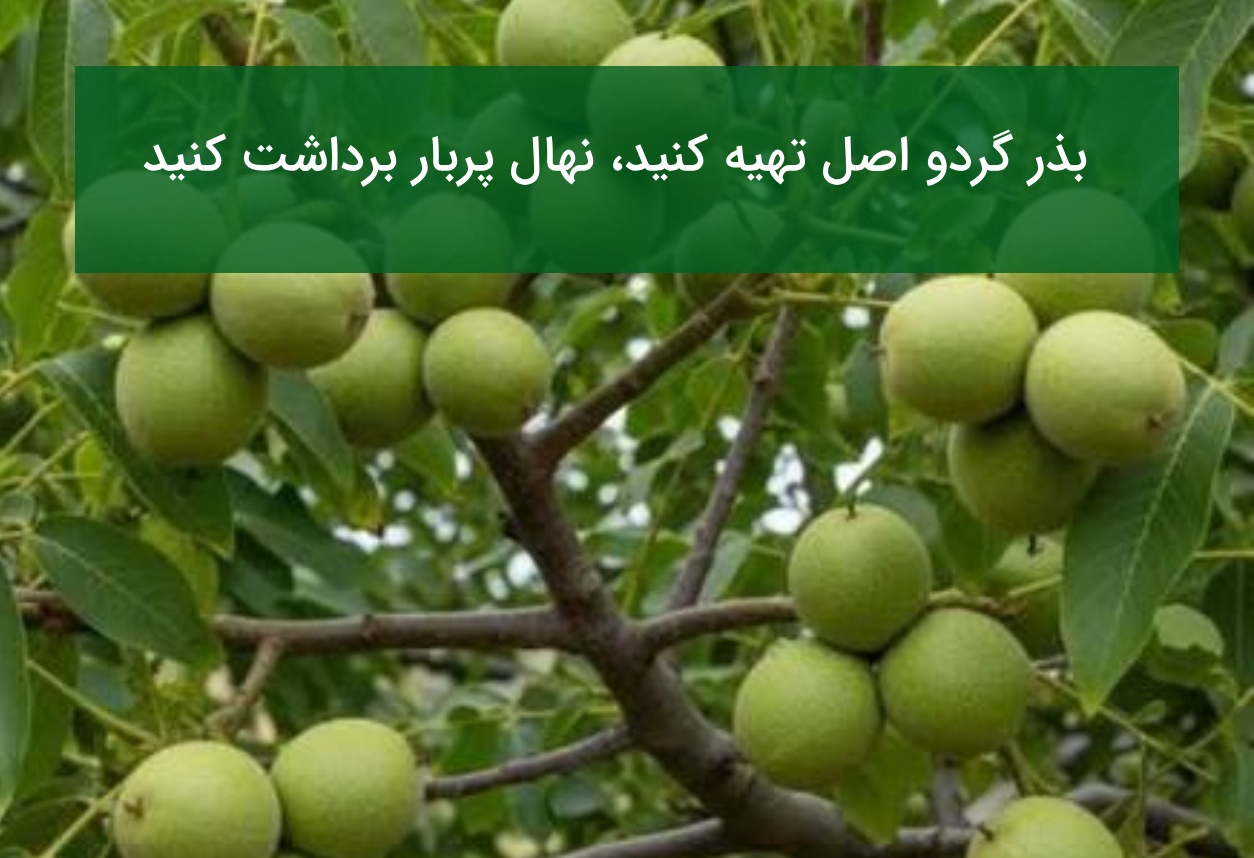 بذر گردو اصل تهیه کنید، نهال پربار برداشت کنید!