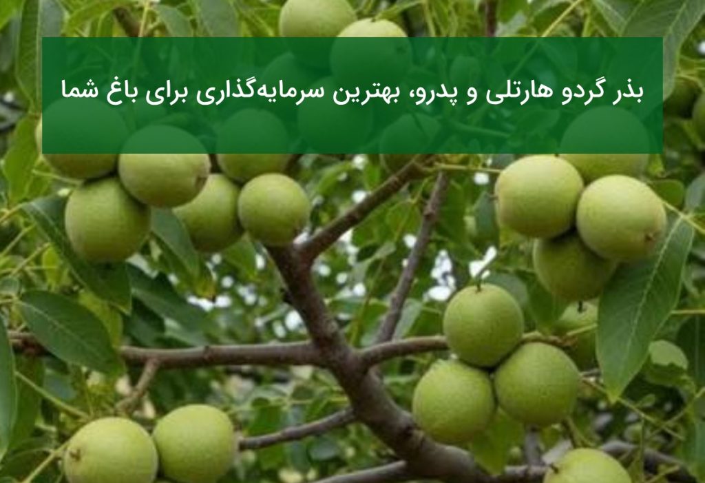 بذر گردو هارتلی و پدرو؛ بهترین سرمایه‌گذاری برای باغ شما