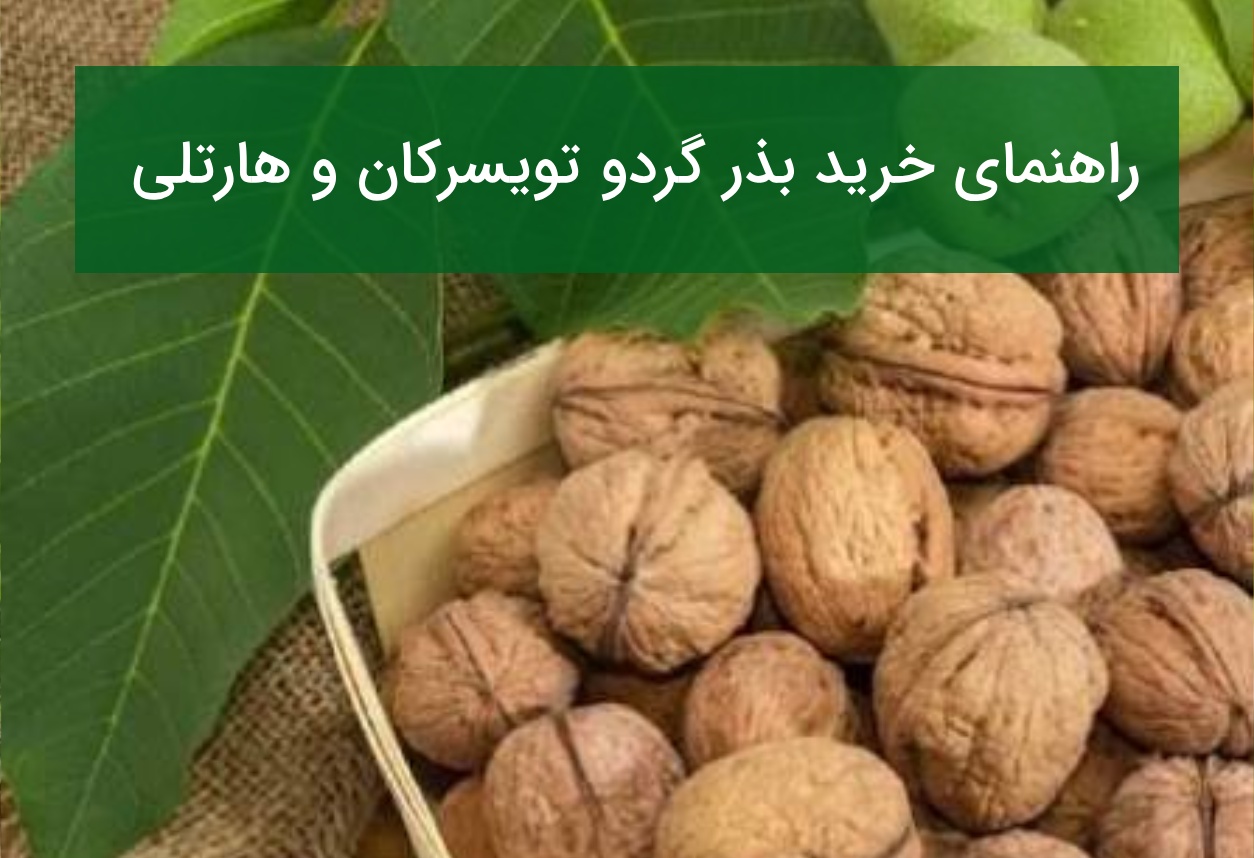 راهنمای خرید بذر گردو تویسرکان و هارتلی؛ چگونه بذر اصل را تشخیص دهیم؟