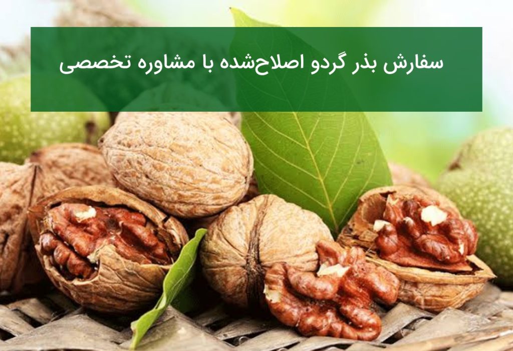 سفارش بذر گردو اصلاح‌شده با مشاوره تخصصی کاشت و نگهداری در تابستان ۱۴۰۵