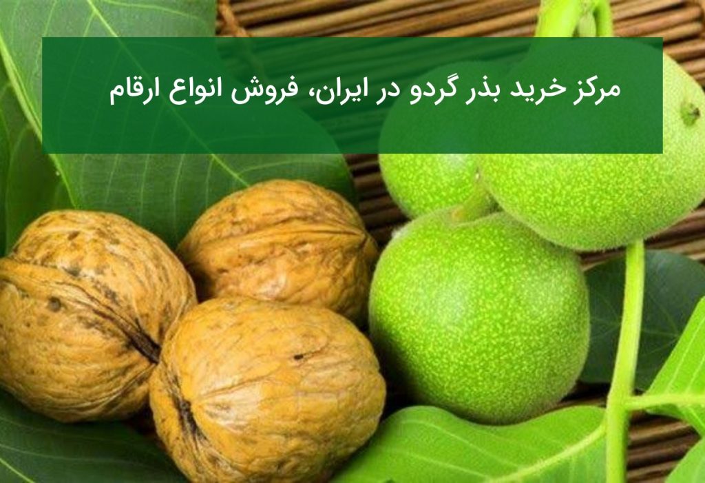 مرکز خرید بذر گردو در ایران؛ فروش انواع ارقام خارجی و بومی در تابستان ۱۴۰۵