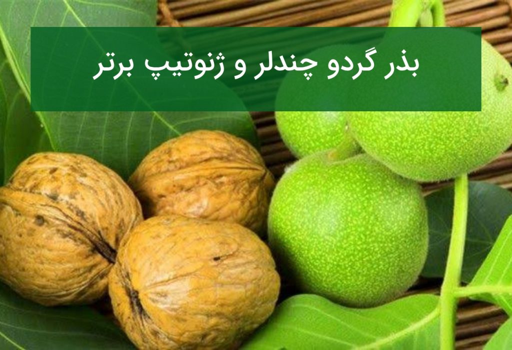 بذر گردو چندلر و ژنوتیپ برتر؛ تضمین اصالت و باردهی در سال اول