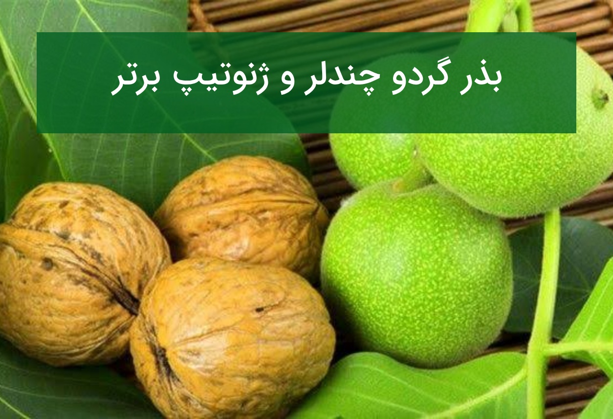 بذر گردو چندلر و ژنوتیپ برتر؛ تضمین اصالت و باردهی در سال اول