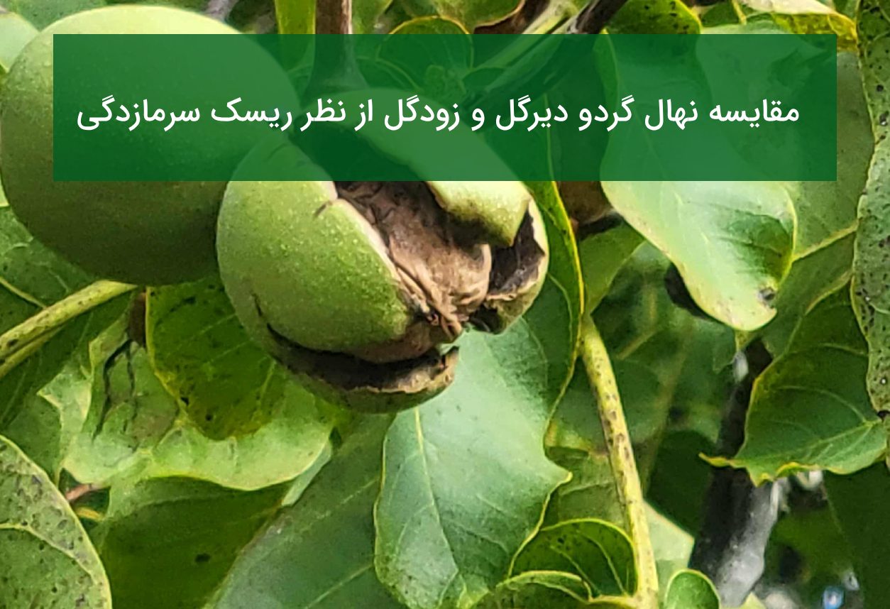 مقایسه نهال گردو دیرگل و زودگل