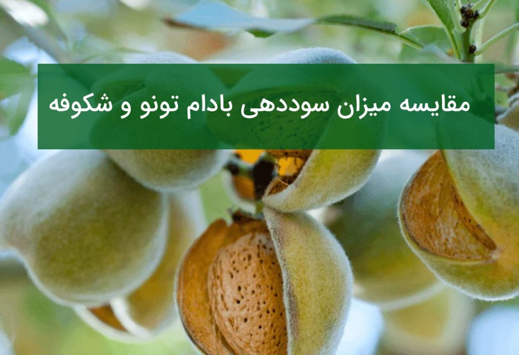 میزان سوددهی نهال بادام تونو و شکوفه