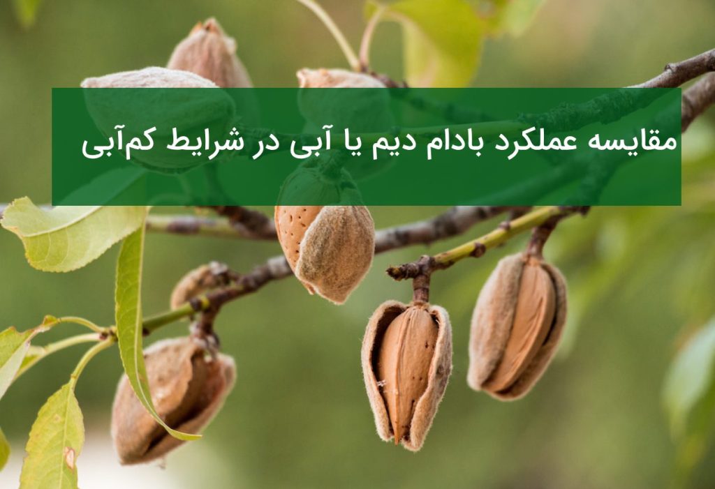 مقایسه عملکرد بادام دیم با آبی در مناطق کم آب ایران