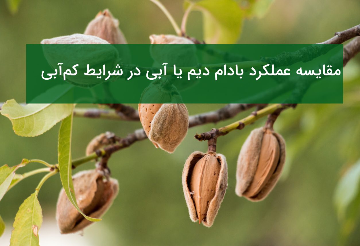مقایسه عملکرد بادام دیم با آبی در مناطق کم آب ایران