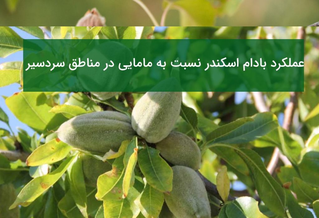 پیروزی بادام اسکندر بر مامایی در مناطق سردسیر