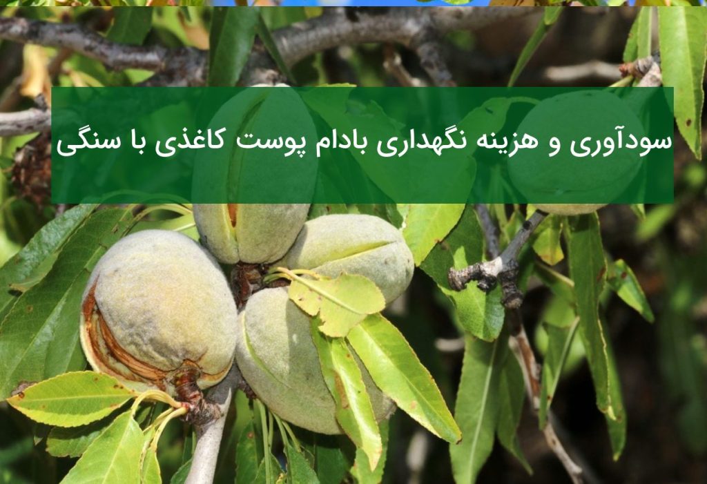 مقایسه بادام پوست کاغذی با سنگی از نظر سودآوری و هزینه نگهداری