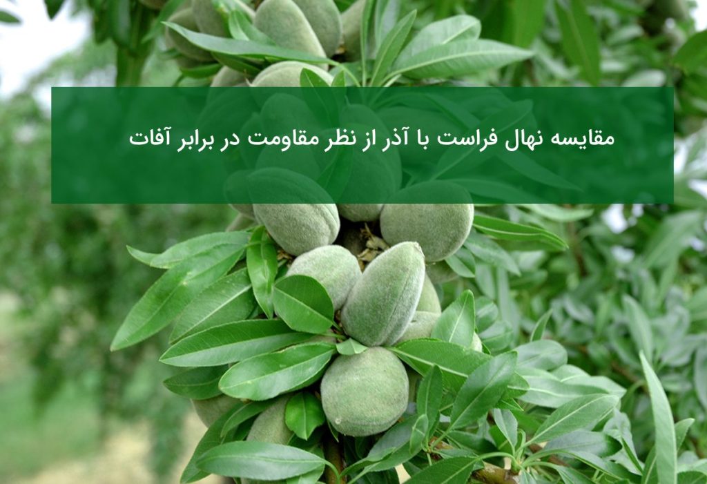 مقایسه نهال آذر و فراست از نظر مقاومت در برابر آفات