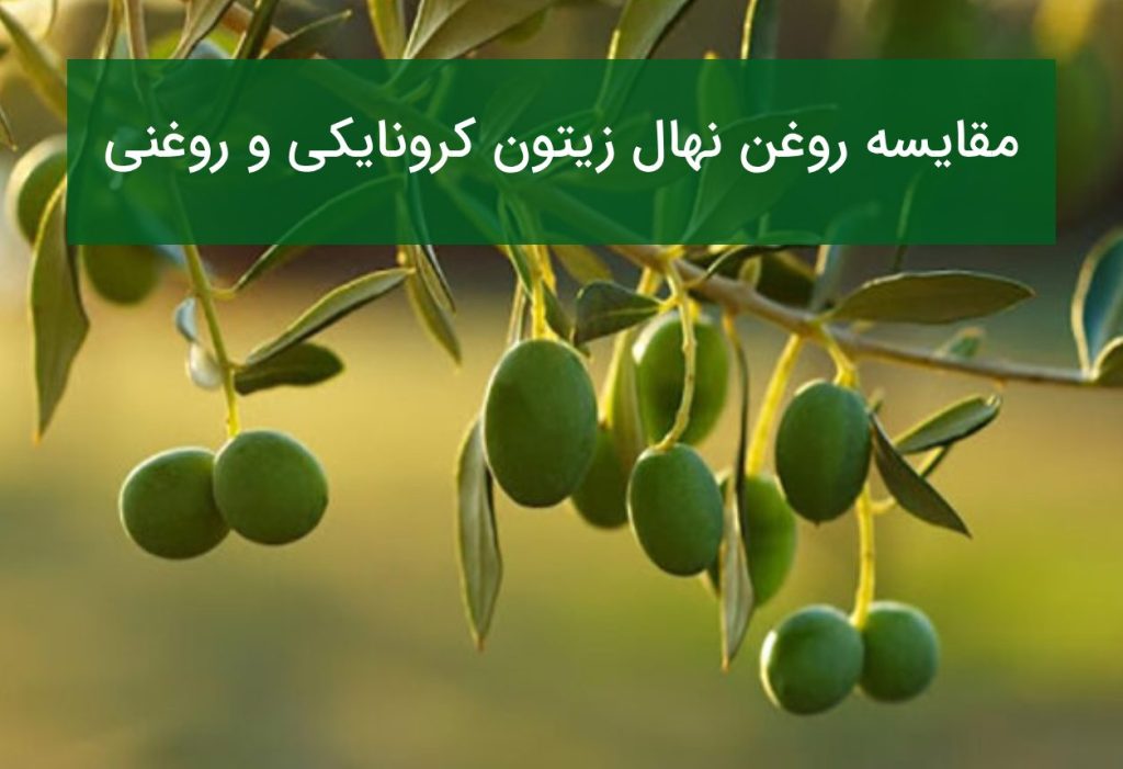 مقایسه نهال زیتون کرونایکی و روغنی؛ کدام یک روغن باکیفیت‌تری تولید می‌کند؟