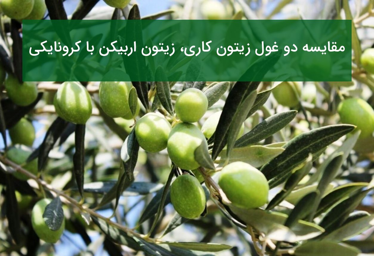 نهال زیتون اربیکن یا کرونایکی؟