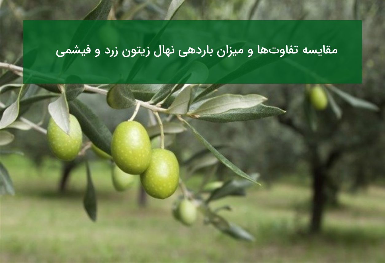 مقایسه نهال زیتون زرد و فیشمی