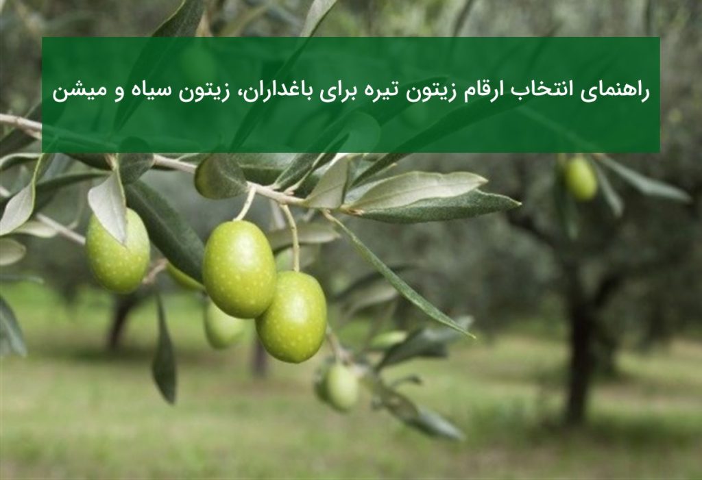 تفاوت نهال زیتون سیاه و میشن