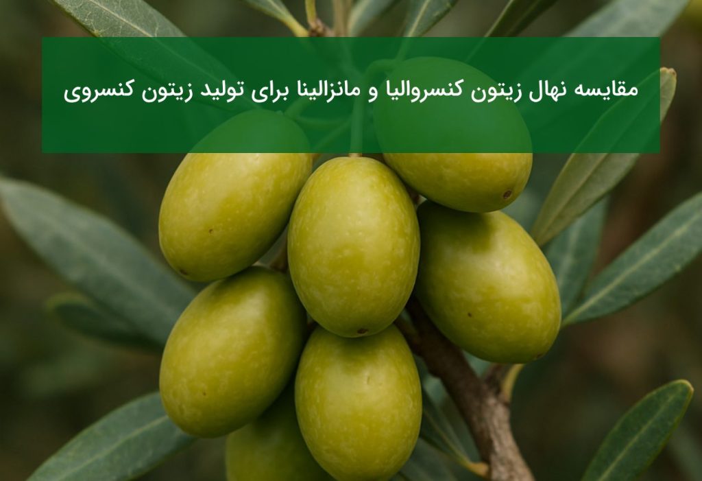 مقایسه زیتون کنسروالیا و مانزالینا