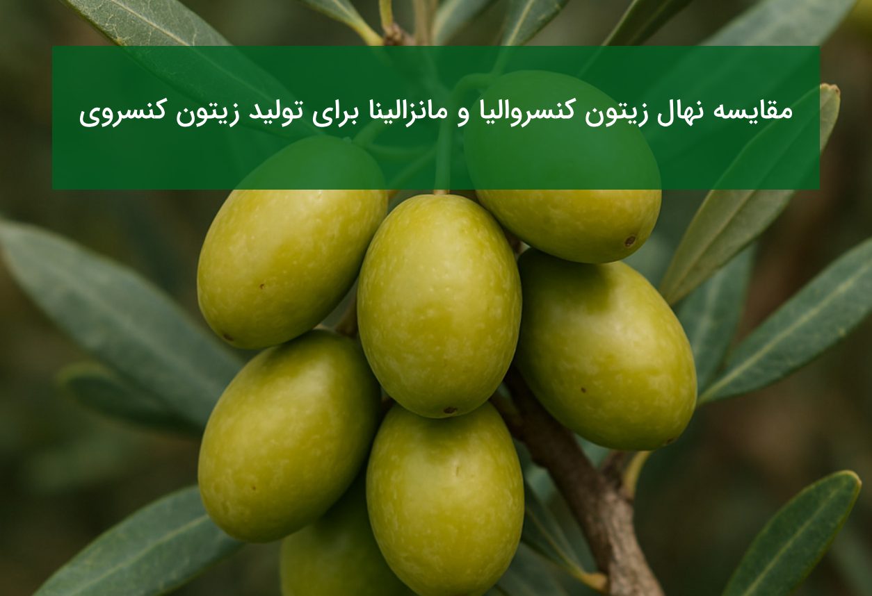 مقایسه زیتون کنسروالیا و مانزالینا