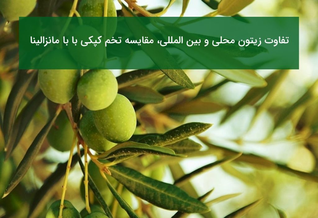 مقایسه نهال زیتون تخم کپکی و مانزالینا