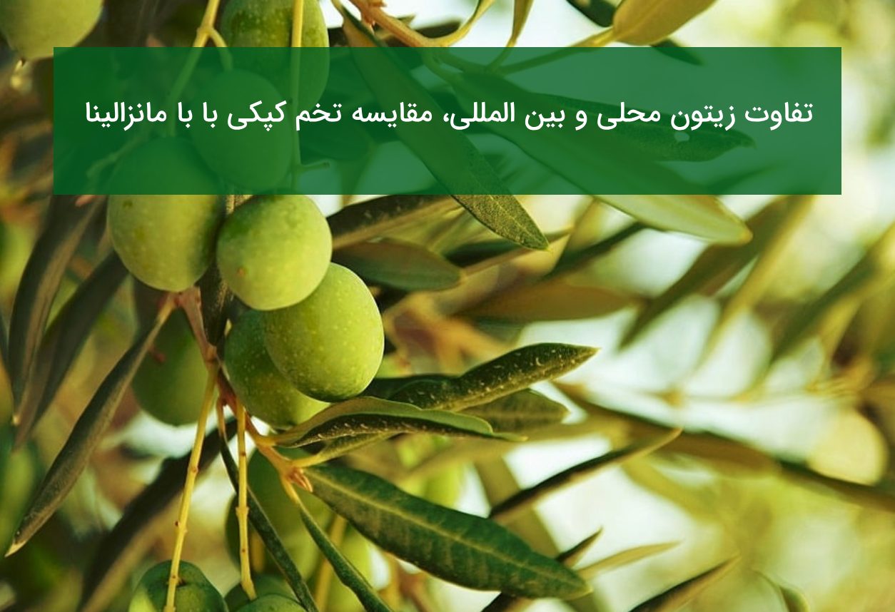 مقایسه نهال زیتون تخم کپکی و مانزالینا