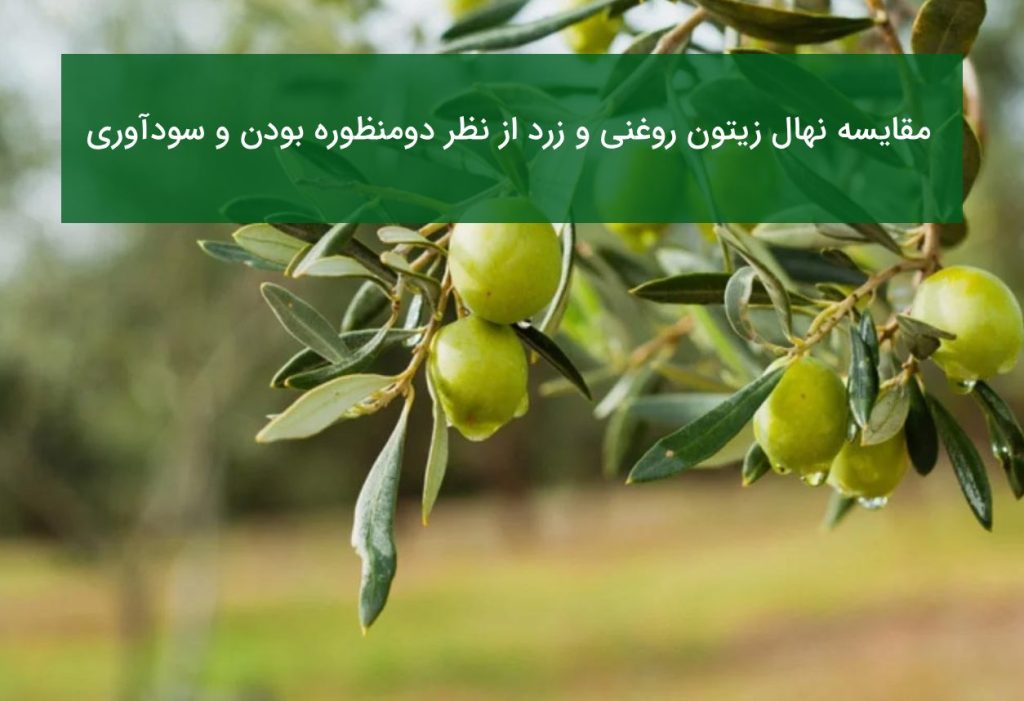مقایسه نهال زیتون روغنی و زرد