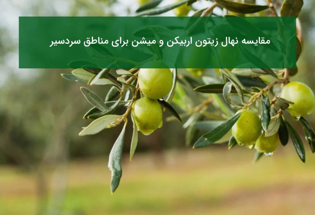 مقایسه نهال زیتون اربیکن و میشن