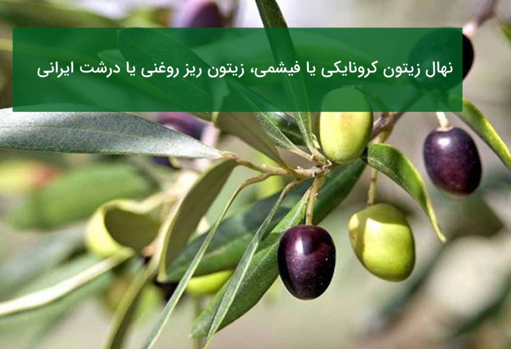 مقایسه نهال زیتون کرونایکی و فیشمی