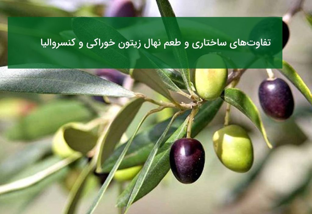 مقایسه نهال زیتون خوراکی و کنسروالیا