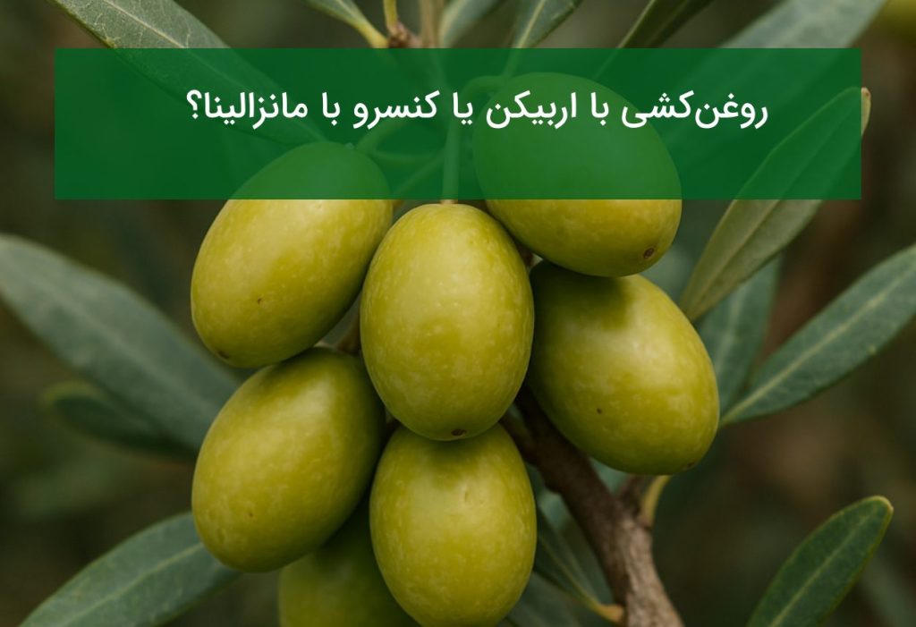 مقایسه نهال زیتون اربیکن و مانزالینا