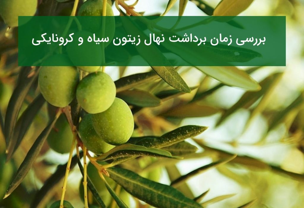 بررسی نهال زیتون سیاه و کونایکی از نظر زمان برداشت و تغییر رنگ میوه