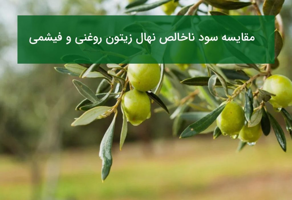 مقایسه سود ناخالص نهال زیتون روغنی و فیشمی