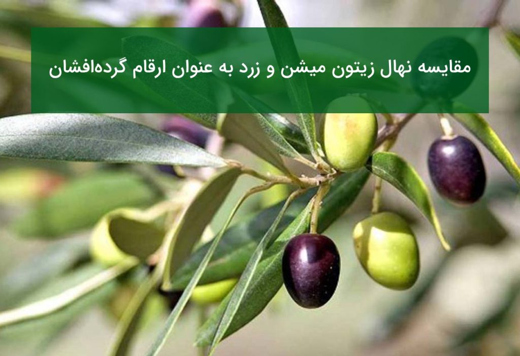 مقایسه نهال زیتون میشن و زرد به عنوان ارقام گرده‌افشان در باغات زیتون