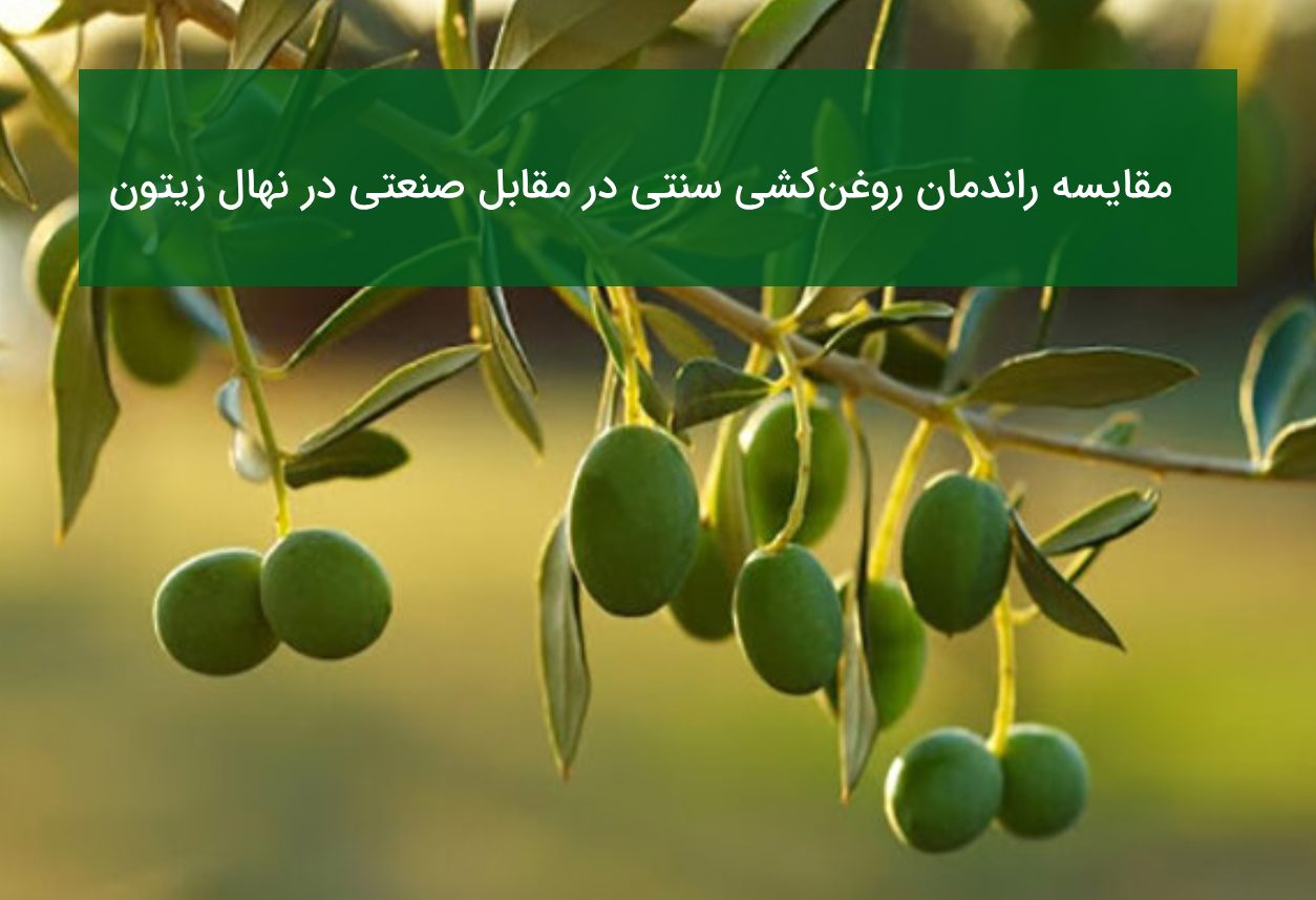مقایسه نهال زیتون کرونایکی و تخم کپکی؛ راندمان روغن‌کشی سنتی در مقابل صنعتی