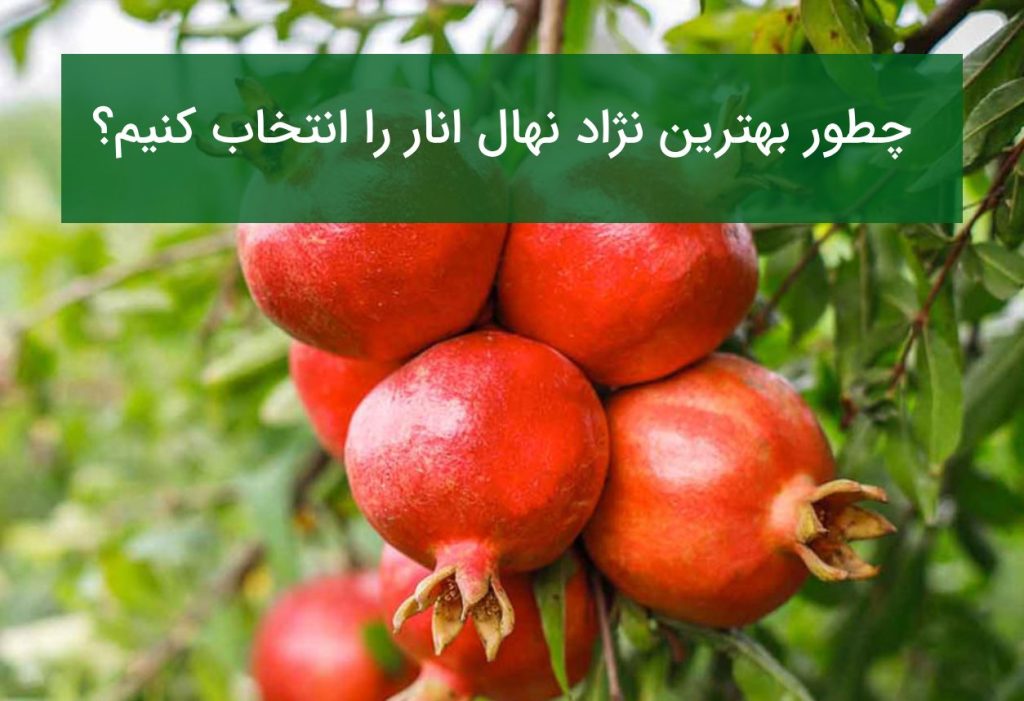 چطور بهترین نژاد نهال انار را انتخاب کنیم؟
