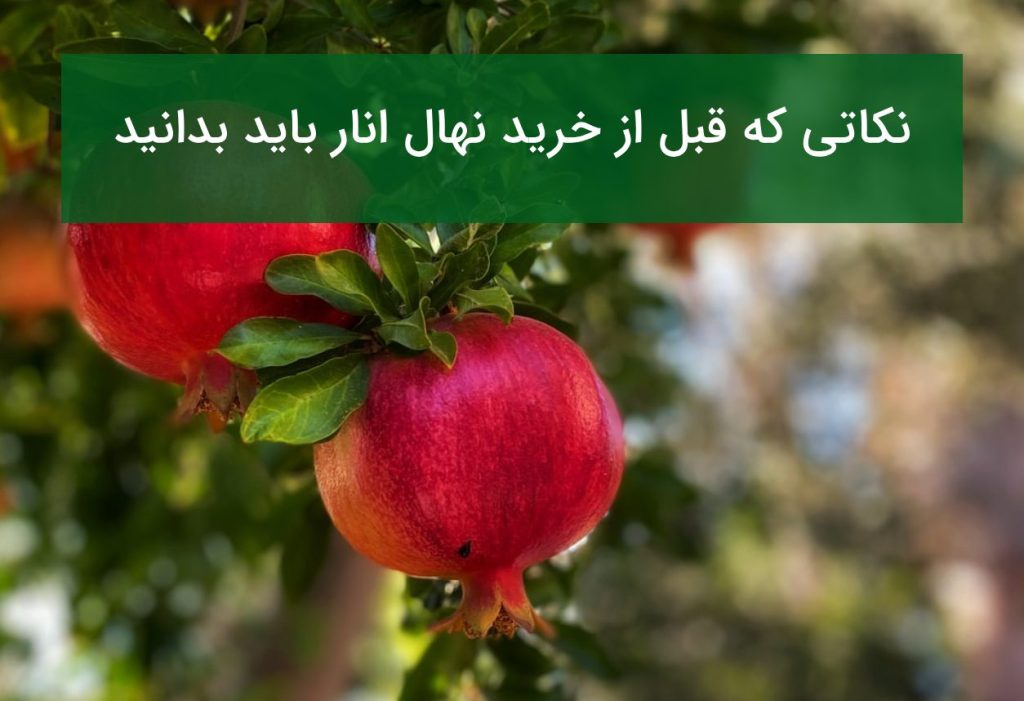 نکاتی که قبل از خرید نهال انار باید بدانید