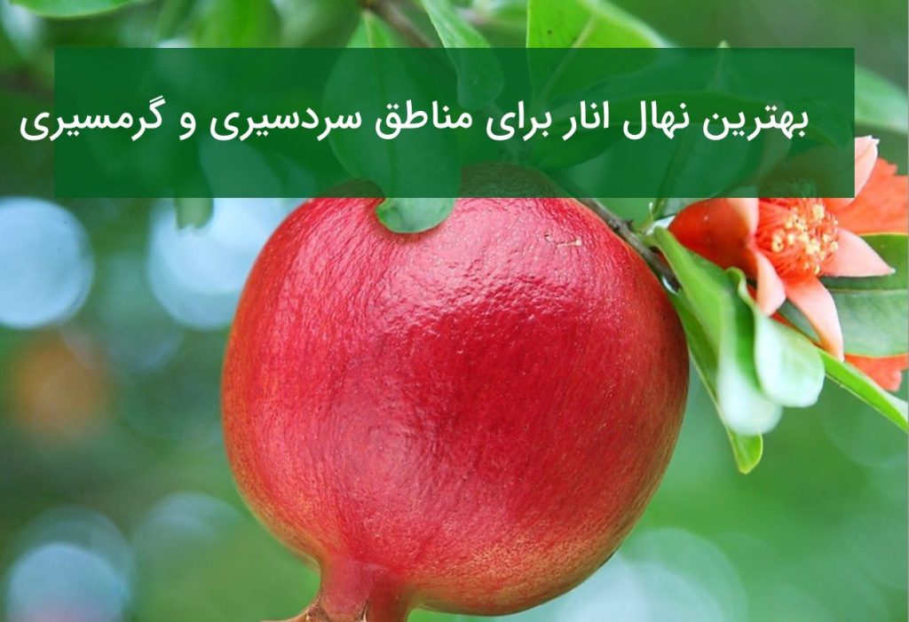 بهترین نهال انار برای مناطق سردسیری و گرمسیری