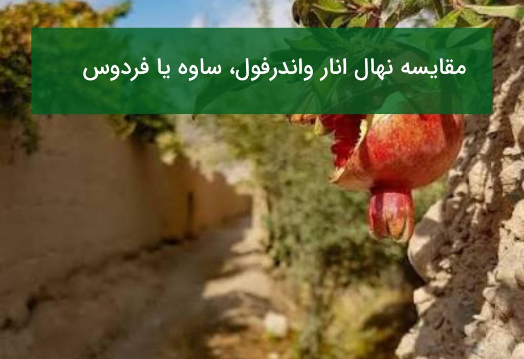 مقایسه نهالانار واندرفول، ساوه یا فردوس